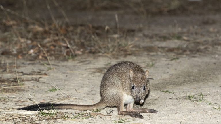 Mini kangaroos are making a comeback in South Australia