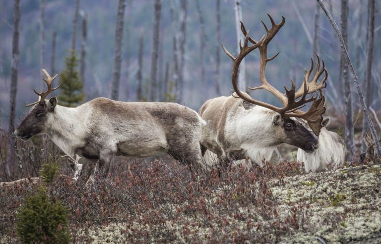 Mining titles block biodiversity protection projects