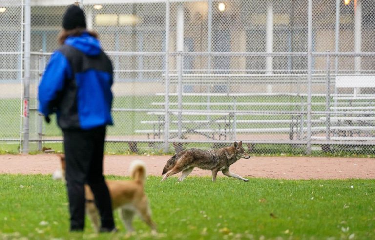 Montreal will shoot down coyotes