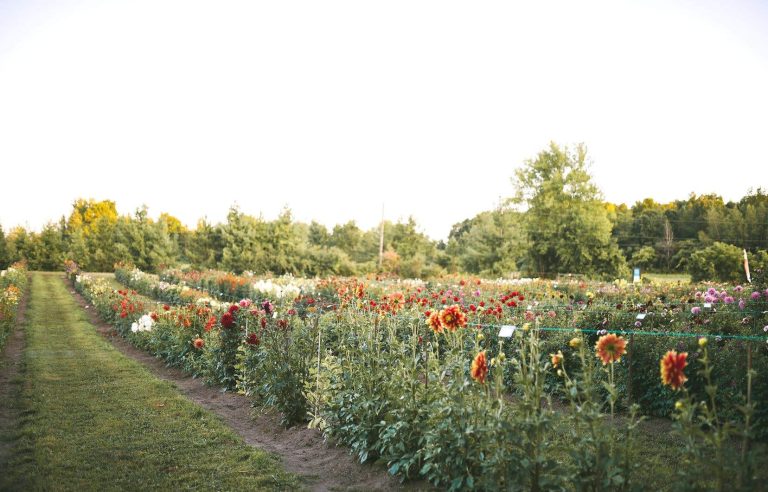 Mother’s Day: plant-based and local gift ideas