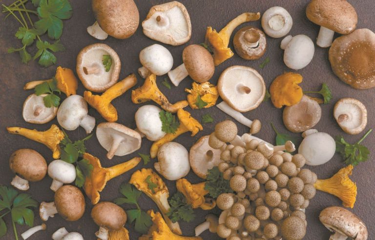 Mushroom picking is growing in popularity