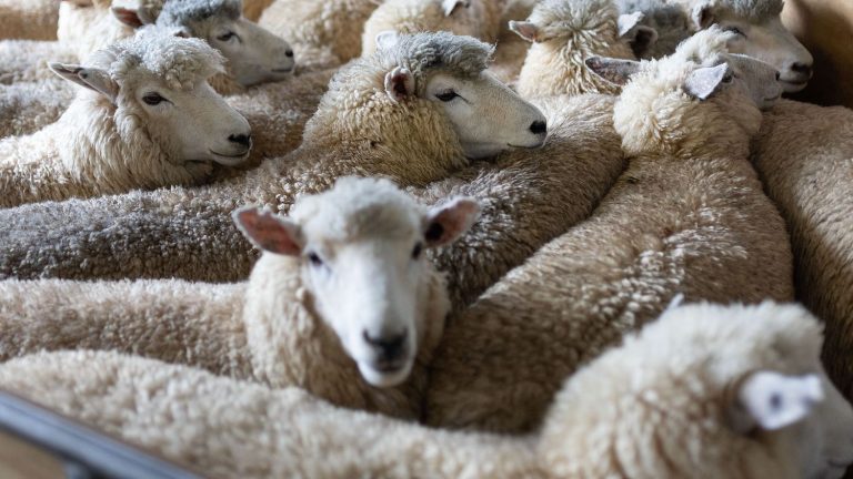 New Zealand now has five sheep per capita