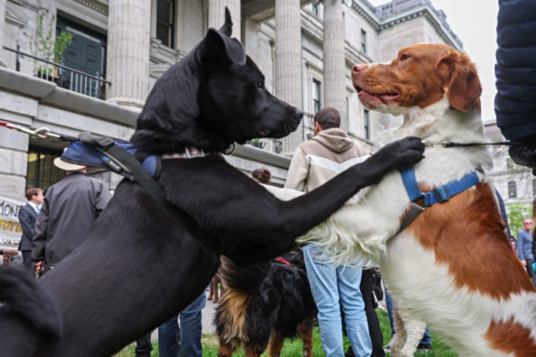 Outremont |  Dog owners worried about their dog park