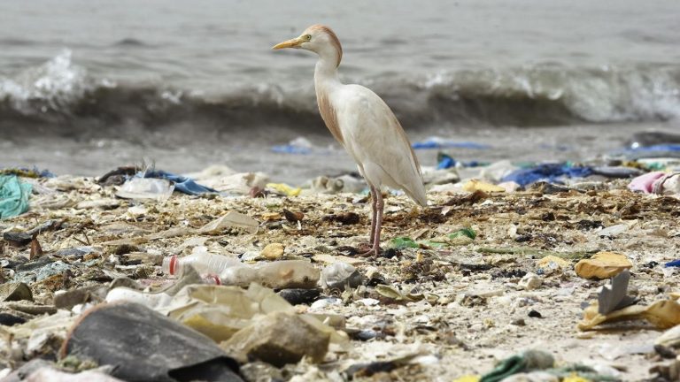 Paris hosts negotiations to reduce our dependence on plastic and the threat of microparticles