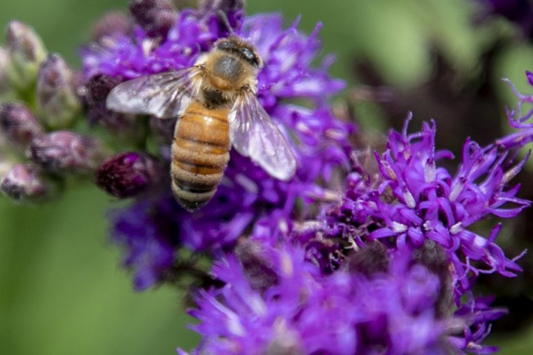 Pollinators seek ideal flowers |  The Press