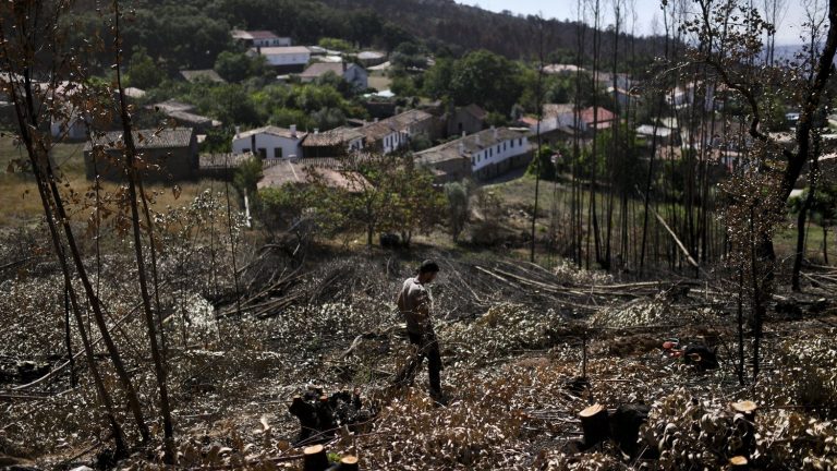 Portugal wants to tackle eucalyptus, a “very profitable” but highly flammable tree