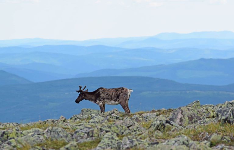 Quebec law protects the habitat of all vulnerable species from mining activity, except the Gaspésie caribou