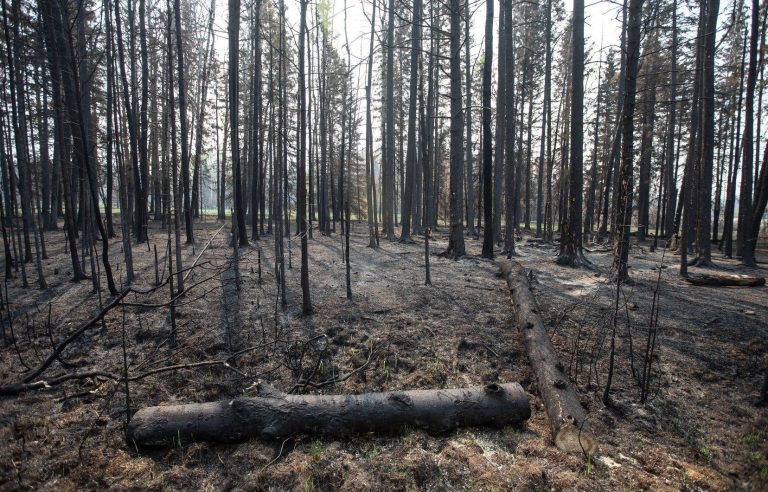 Rain could slow the progress of wildfires in Western Canada