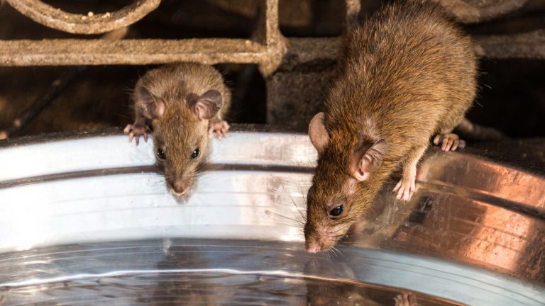 Rats make the same logical mistakes we do