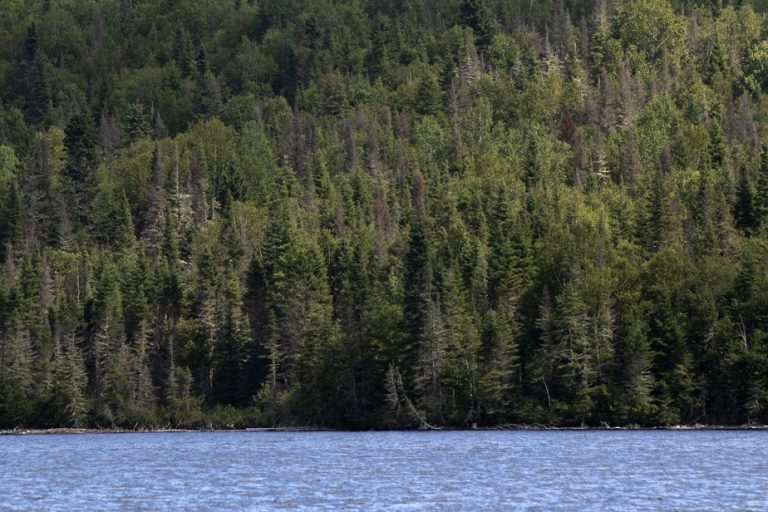 Saguenay–Lac-Saint-Jean |  Protected areas threatened by chainsaws