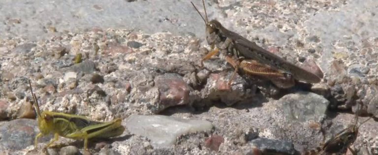 Scientists identify a brake on cannibalism in locusts