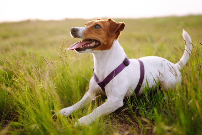 The Jack Russell, new favorite of the British royal family