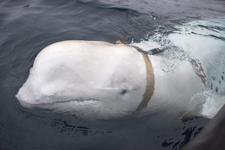 The ‘Russian spy beluga’ has been spotted on the west coast of Sweden