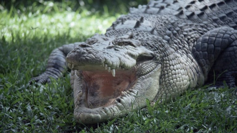 The remains of a missing Australian found in two crocodiles