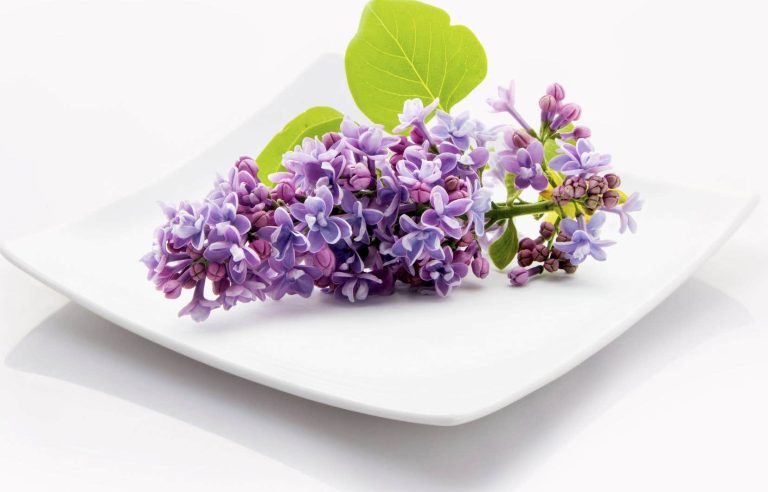 The waltz of lilacs… even on the plate