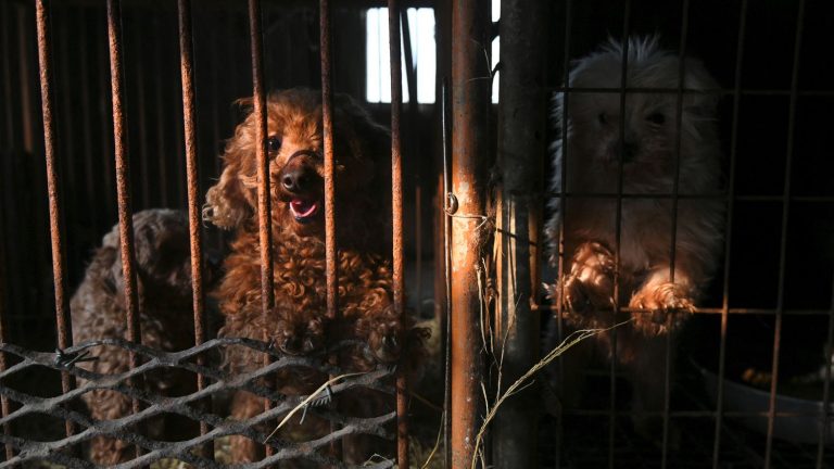 Towards the end of dog meat consumption in South Korea