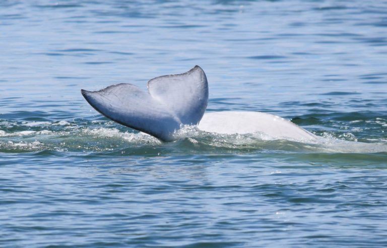 What future for the St. Lawrence beluga?