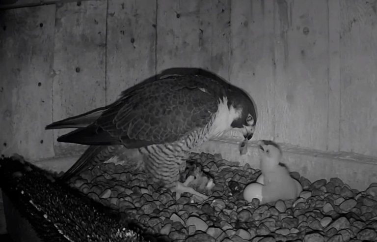 Young falcons have been born on the Mercier Bridge in the past few days