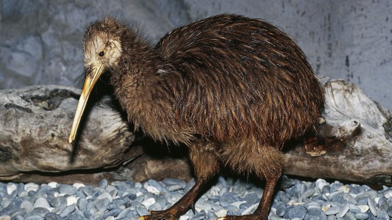 Zoo Miami apologizes to New Zealand for mistreating a kiwi fruit