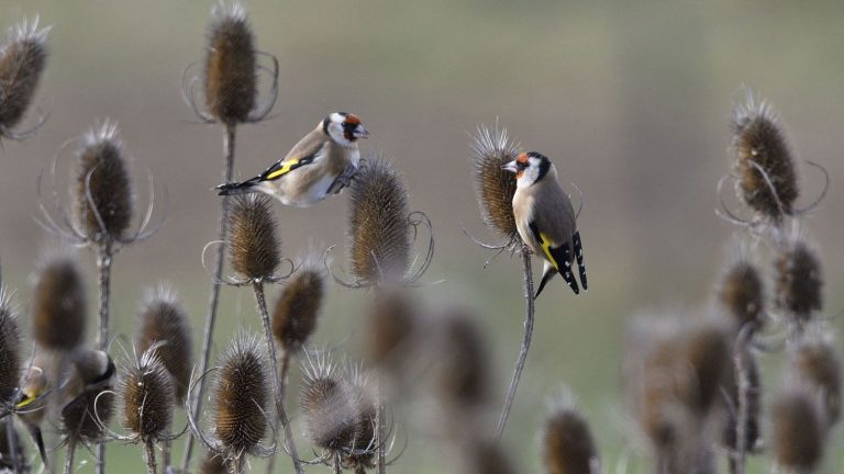 a man sentenced to an eight-month suspended prison sentence for trafficking in protected birds