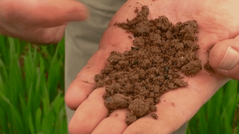 biochar, a green charcoal to save the planet?