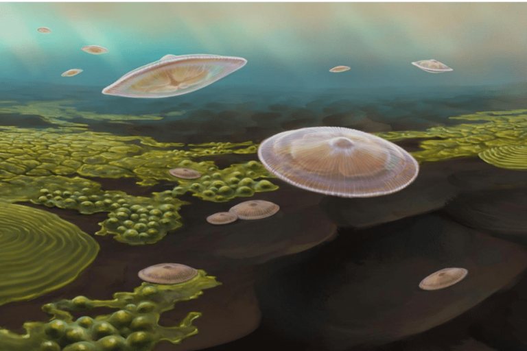 fossils of planktonic organisms 2 billion years old