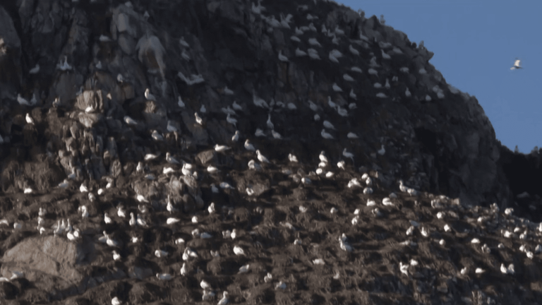 gannets are back, but less numerous