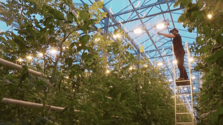 geothermal greenhouses produce vegetables all year round