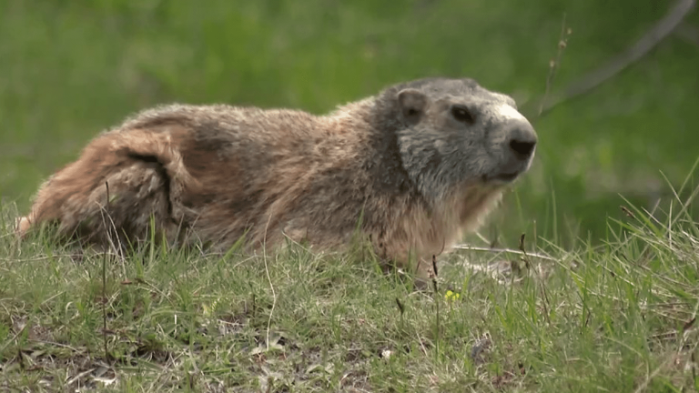 groundhogs come out of hibernation