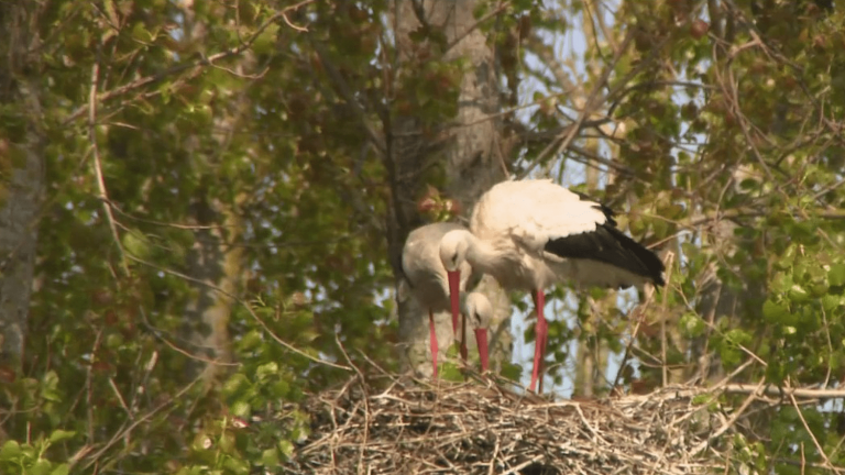 in Normandy, the storks are back