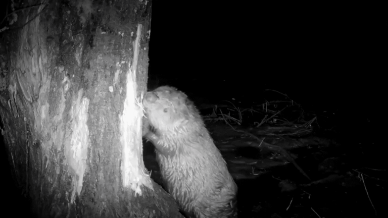 in Vienne, beavers are gaining ground