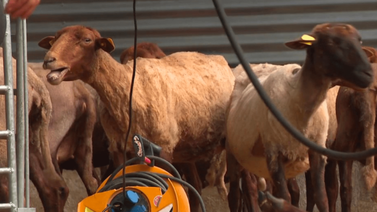 municipal sheep are sheared