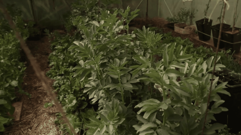 of French people produce cannabis in their garden