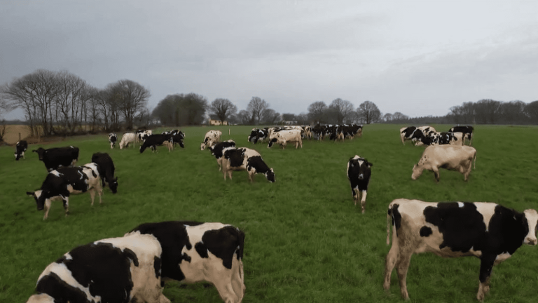 should the number of cows in France be reduced to reduce greenhouse gas emissions?