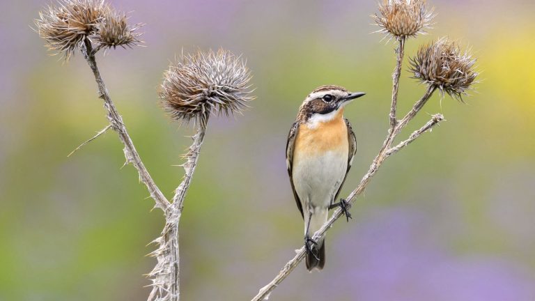 the number of birds has fallen by 25% in almost 40 years in Europe due to intensive agriculture, according to a study