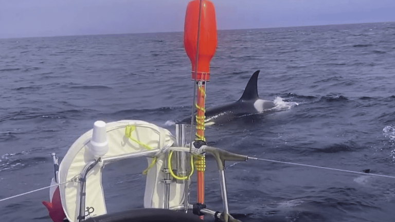 the sailboat of the French skipper Sébastien Destremau attacked for an hour by killer whales