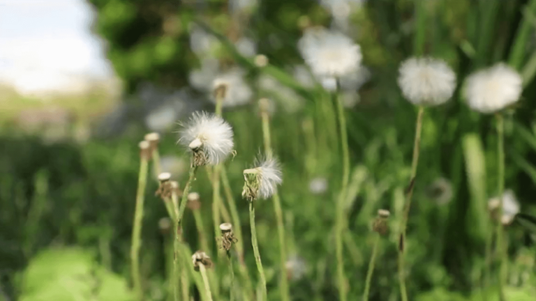 the scourge of pollen allergies