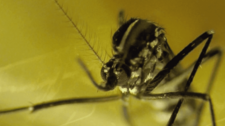 the tiger mosquito continues to gain ground in France