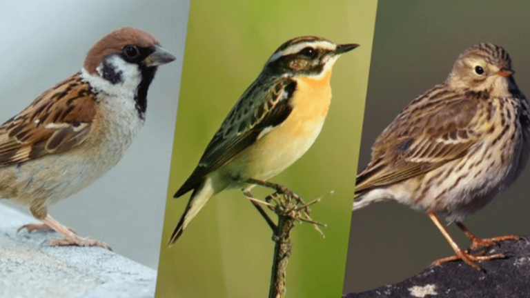 the worrying disappearance of European birds