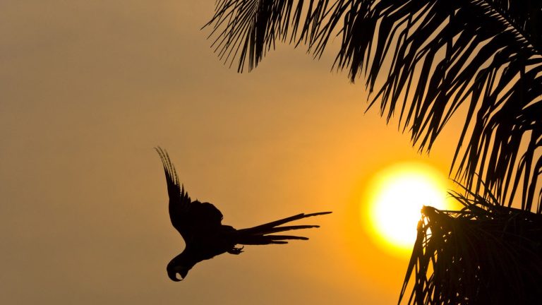 this very precious blue parrot that could well derail a wind project