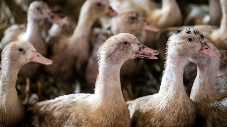 “very effective” vaccines on ducks