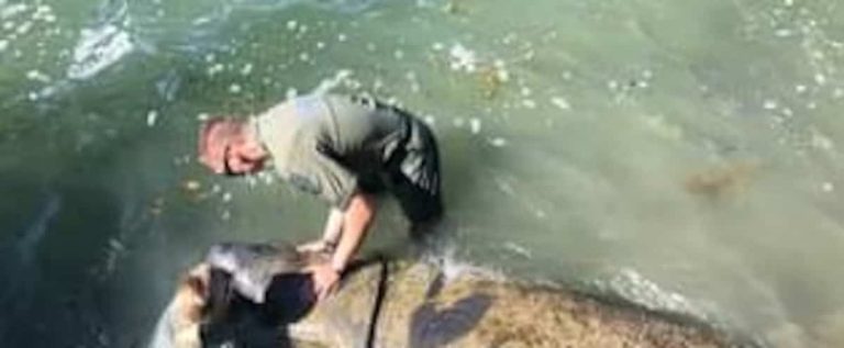 Animal rescue: They hold an exhausted manatee’s head out of the water for two hours