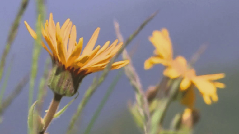 Arnica harvest canceled due to heat wave