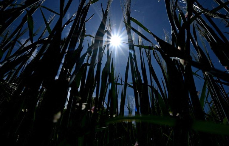 Average temperatures around the world hit a record high for early June