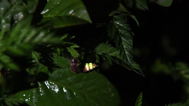 Biodiversity: glowworms are disappearing