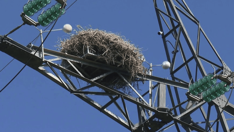 Biodiversity: installed on high-voltage lines, storks are increasingly difficult to ring