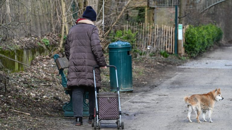 City files lawsuit on suspicion of poisoning after four dogs died walking in park