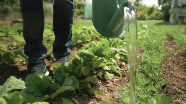 Drought: the city of Verdun offers water collectors to its inhabitants