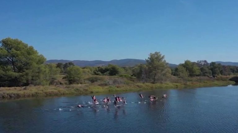 Environment: the Vieux Salins d’Hyères, a jewel of biodiversity in the Var