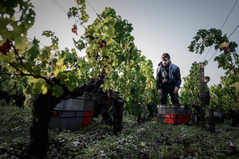 European Union |  Green light for the destruction of surplus wine stocks